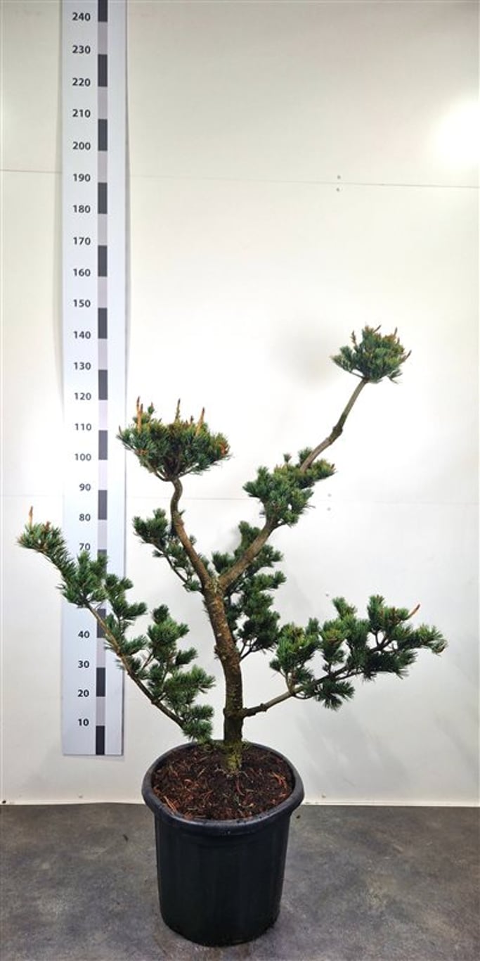 Pinus parv. 'Pentaphylla Glauca' - 120-140 CM Bonsai Cont.